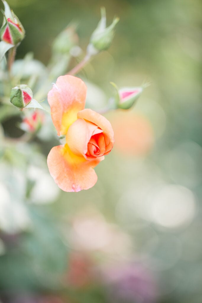 Peach garden rose in soft light in Monet's garden in Giverny
