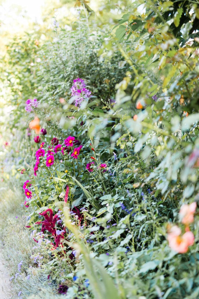 Colorful climbing flowers along a path in Monet's garden in Giverny