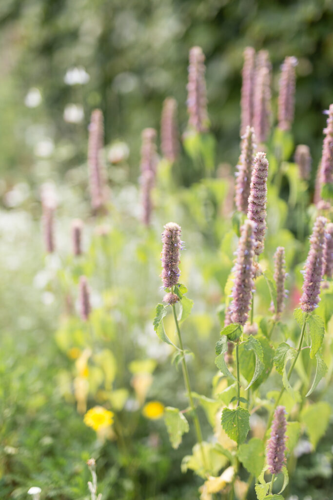 Soft purple and yellow wildflowers in Monet's garden in Giverny