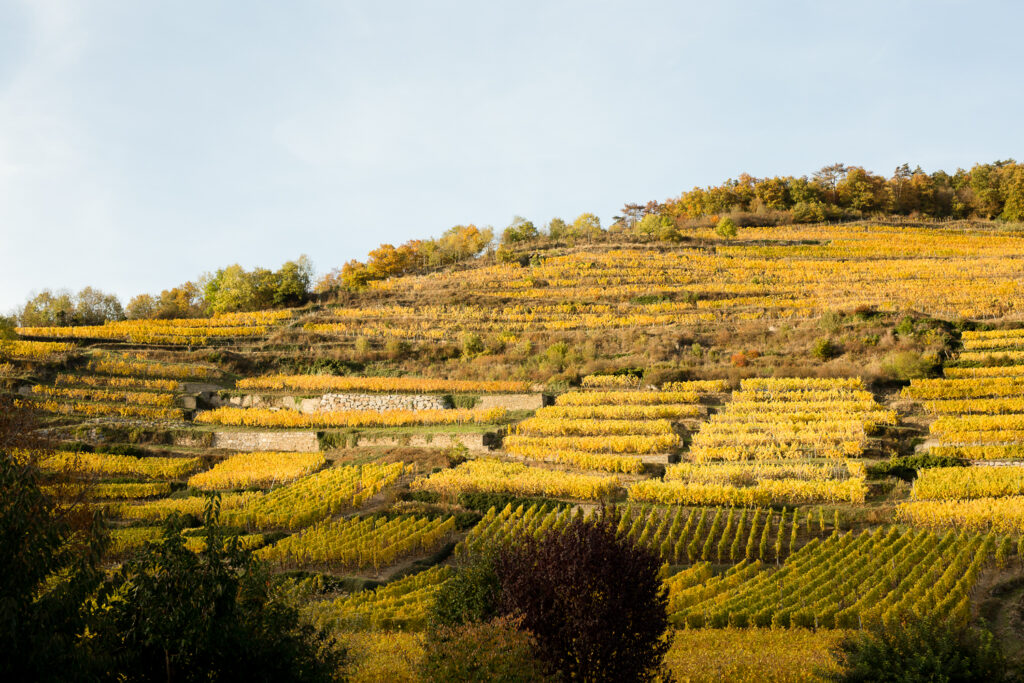 Terraced vineyards in golden fall color on the hillside above Kaysersberg