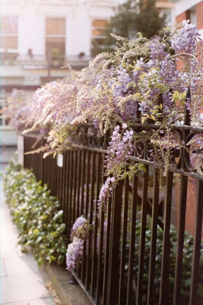 Picture of wisteria blossoms in Paris by Katie Donnelly Photography