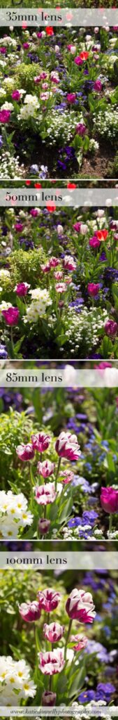 Comparison strip of the same flowers photographed with different lenses and focal lengths