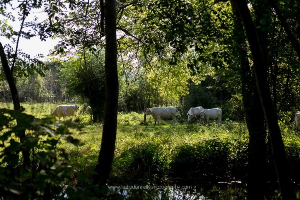 Cows grazing in a sunlit meadow beside Monet's garden in Giverny, France