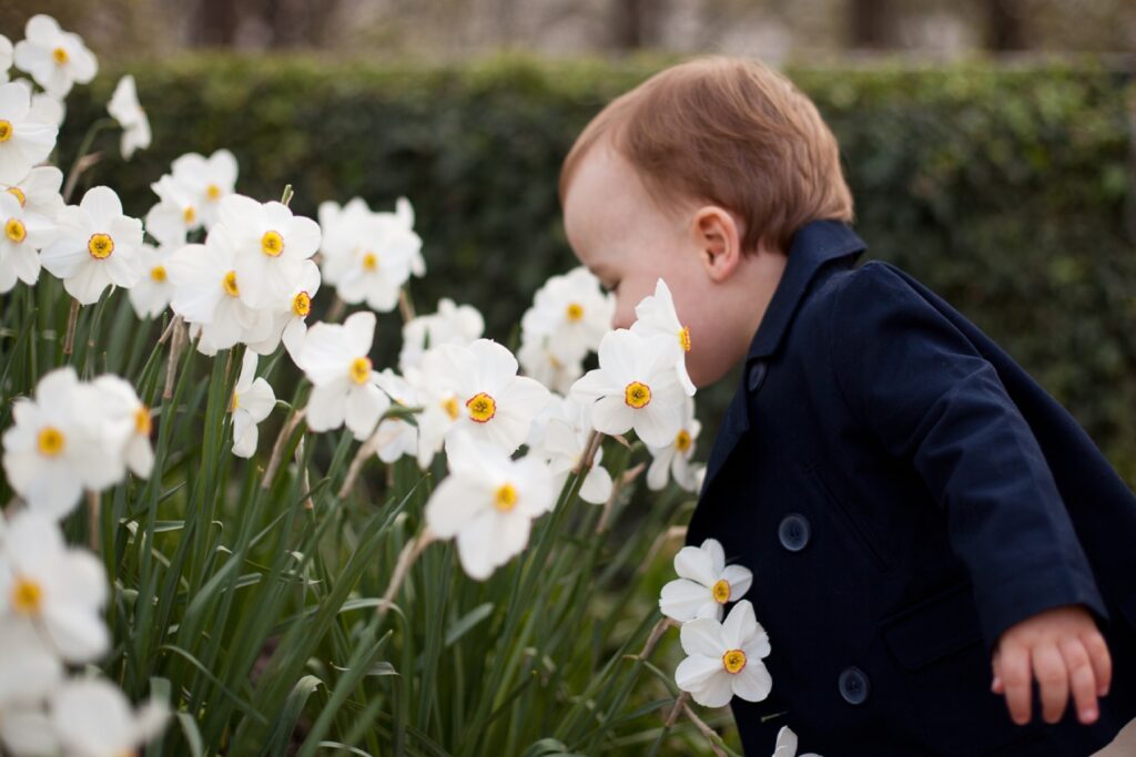 Toddler boy smelling white daffodils in a Paris garden in spring